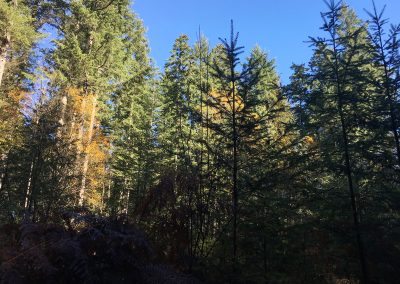 trails_forestdiversity